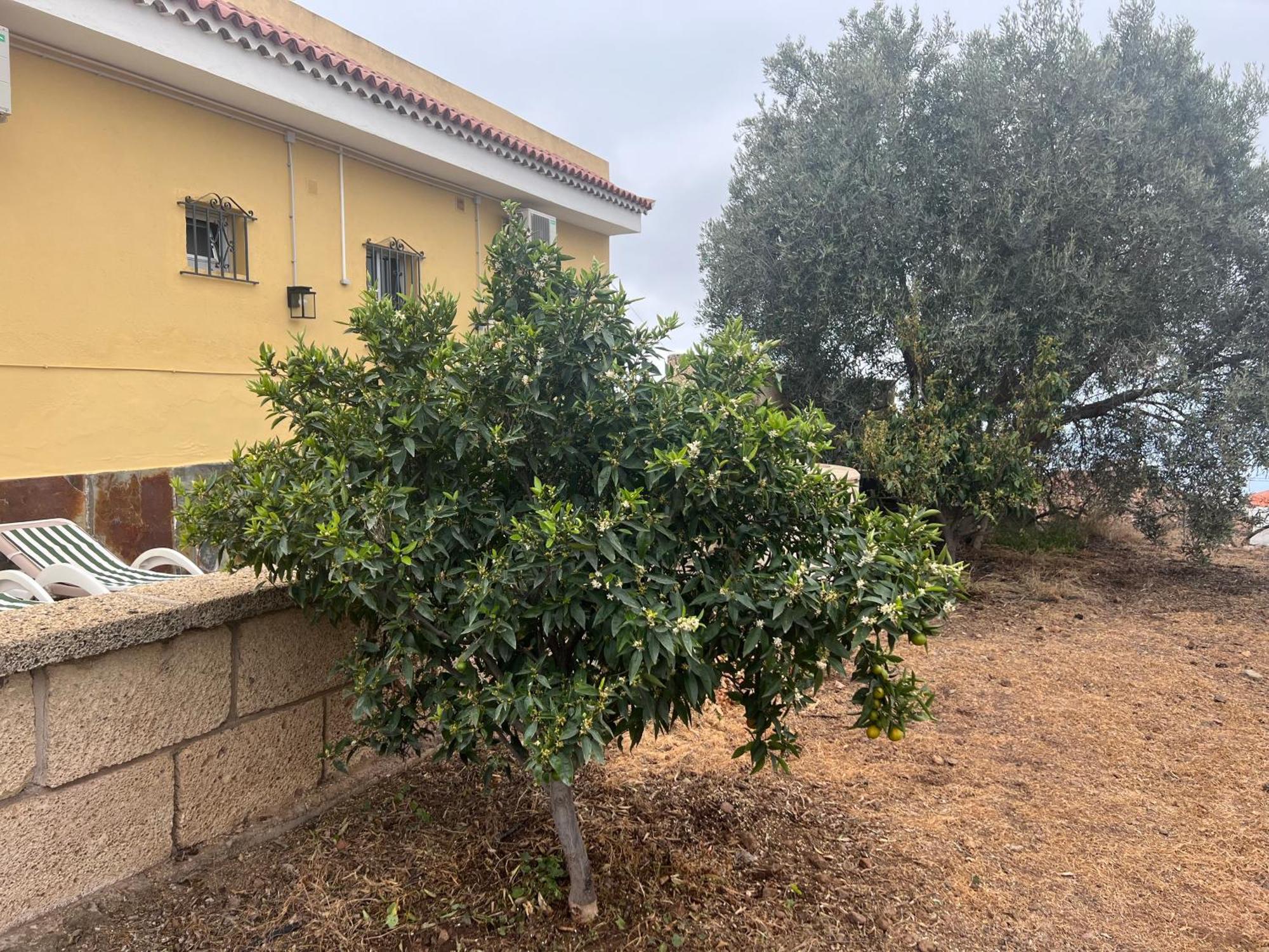 Casa Victoria Villa Costa Adeje  Eksteriør billede